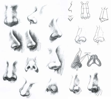 Noses Reference Drawing, Sketch Nose, Eye Drawing Tutorials, Nose Drawing, Anatomy Drawing, Drawing Lessons, Realistic Drawings, Drawing Base, Eye Drawing