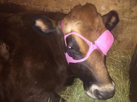 This Cow needed an eye patch after eye surgery. Hats off to upscycled bras! Cassie Core, Fun Animals, Funny Cow, Funny Pets, Fiber Artist, Cows Funny, Cute Cows, Funny Animal Pictures, Animal Memes