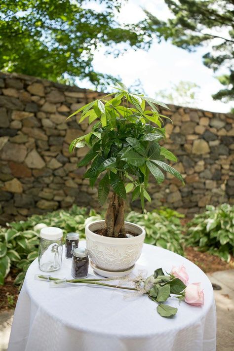 Rustic Wedding Ceremony-Instead of sand or a unity candle, plant a money tree plant. Wedding Unity Tree, Wedding Ceremony Tree, Tree Planting Ceremony, Outdoor Wedding Centerpieces, Money Tree Plant, Candle Plant, Wedding Script, Rustic Wedding Ceremony, Wedding Festivities