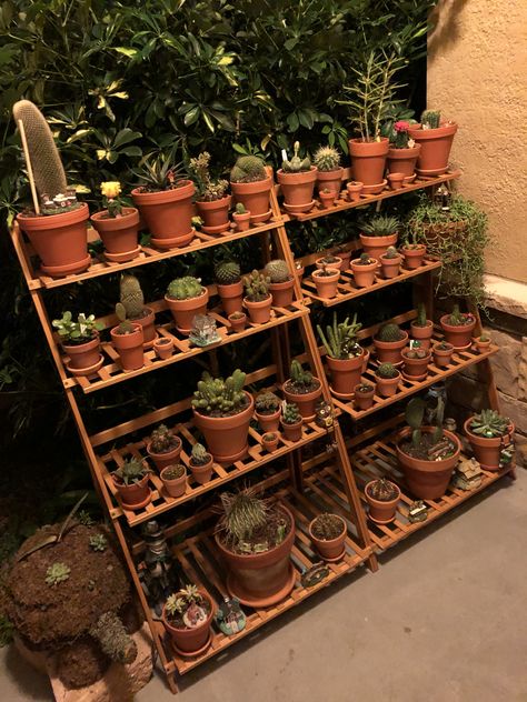 Cactus Display Ideas, Small Vegetable Garden Design, Vegetable Garden Design Ideas, Cactus Aesthetic, Small Vegetable Garden, Clay Cactus, Backyard Farm, Plant House, Farm Garden