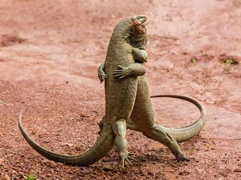 "Martian Tango"Monitor lizards in Sri Lanka - Sergey Savvi Comedy Wildlife Photography, Komodo Dragon, Affinity Photo, Funny Animal Photos, Photo Awards, Wildlife Photos, Komodo, Photography Contests, Photography Awards