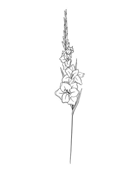 Gladiolus Flower Fine Line Drawing - Bing Delicate Gladiolus Tattoo, Gladioli Flower Drawing, Gladiolus Drawing Tattoo, Gladiolas Drawing, Gladioli Flower Tattoo, Gladiolus Drawing Simple, Carnation And Gladiolus Tattoo, August Birth Flower Tattoo Gladioli And Poppy, Birth Flowers August