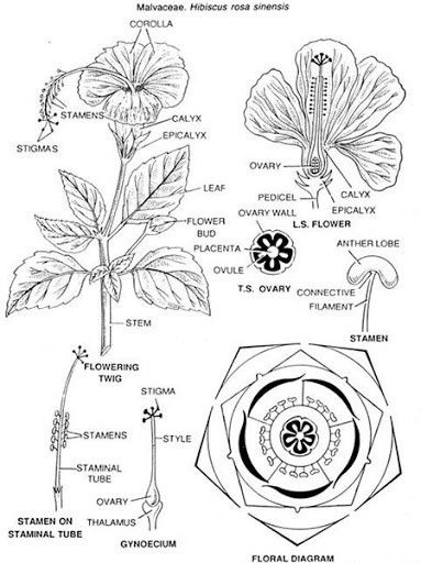 Hibiscus Drawing, Hibiscus Flower Drawing, Flower Anatomy, Botany Illustration, Botanical Sketchbook, Photography Inspiration Nature, Beautiful Flower Drawings, Plant Journal, Hibiscus Plant