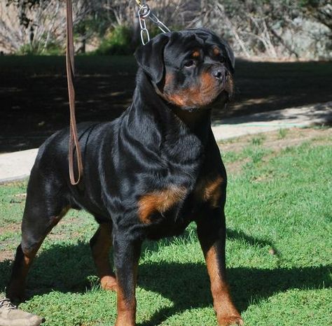 German Rottweiler Puppies For Sale - Von Ruelmann Rottweilers inc : Other German Rottweiler Puppies, Rottweiler Facts, German Rottweiler, Rottweiler Puppies For Sale, Rottweiler Love, German Dogs, Rottweiler Puppies, Rottweiler Dog, Poodle Puppy