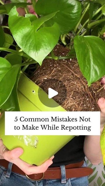 The Spruce on Instagram: "Help your plants thrive and grow in a new pot by keeping these five common repotting mistakes in mind. To learn more about when you should repot your plants and a step-by-step guide to do so, tap the link in our bio. Happy repotting! 🪴 #TheSpruce #repotting #houseplants #plantlove #houseplantclub #gardening" Bio Happy, The Spruce, Inside Plants, Instagram Help, Step Guide, Gardening Tips, House Plants, To Learn, Step By Step