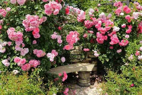 Garden Ideas Australia, Rose Companion Plants, Rambling Roses, Ground Cover Roses, Most Popular Flowers, Climbing Rose, Popular Flowers, Types Of Roses, Shrub Roses