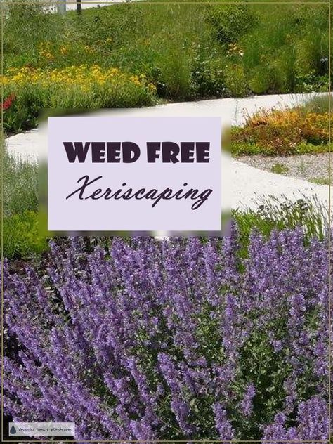 Xeroscaping Backyard, Xeriscape Ideas, Xeriscape Front Yard, Xeriscape Landscaping, Desert Gardens, Drought Tolerant Garden, Drought Tolerant Landscape, Dry Garden, Garden Compost