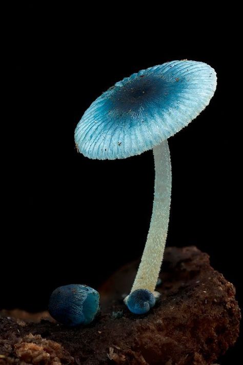 Mycena Mushroom, Alien Mushroom, Halloween Stations, Fungi Photography, Witchy Mushroom, Fungi Art, Halloween Class Party, Hand Reflexology, Mushroom Pictures