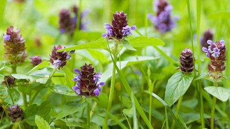 Prunella vulgaris: Uses, Benefits, and Side Effects Prunella Vulgaris, Throat Infection, Healing Tea, Medicinal Herb, Healing Plants, Wild Plants, Medicinal Herbs, Ground Cover, Self Healing