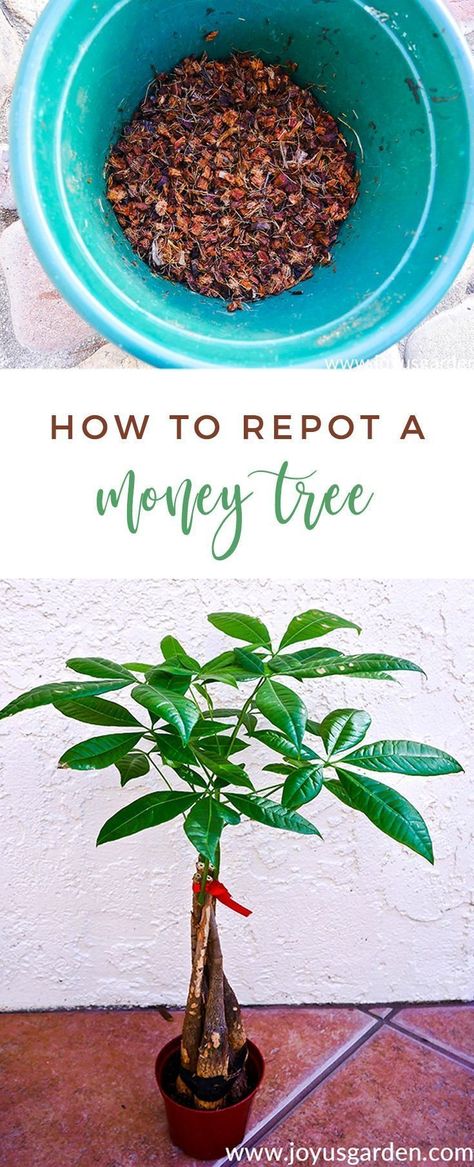 How To Repot A Money Tree (Pachira Aquatica) Plus The Mix To Use #moneytree #tree #gardening Money Tree Plant Care, Pachira Money Tree, Money Tree Plant, Pachira Aquatica, Bring Good Luck, Plant Care Houseplant, Money Tree, Money Trees, Tree Care