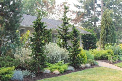 I knew I would like this one as soon as we pulled up. Balanced Front Yard Landscaping, Mixed Evergreen Landscaping, Relandscaping Front Yards, Aspen And Pine Trees Landscaping, Planting Along Driveway, Large Front Yard Landscaping Design, Landscaping With Pine Trees, Large Container Planting Ideas, Privacy Landscaping Between Houses