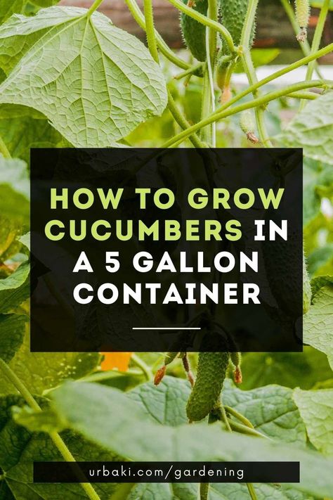 You don't need a lot of space to grow cucumbers! Here's how to grow them in a 5-gallon container - anyone can do it! For many gardeners, the harvest of home cucumbers is one of the most long-awaited moments of the summer season. But before you can enjoy the pleasing flavor and crunchy texture of chopped cucumbers, you need to get your hands a little dirty. The attractive cucumber plants can be grown in the ground, in raised beds, or in pots. The best part is that often the best containers for... Cucumber Growing In Pots, Growing Cucumbers In Pots, Cucumber Container Gardening, How To Plant Cucumbers In A Pot, Cucumber In A Pot, How To Grow Cucumbers In A Pot, Cucumber Plants In Pots, Grow Cucumbers In A Pot, Container Cucumbers