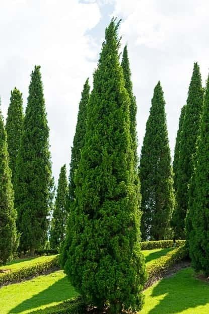 Privacy Trees, Privacy Landscaping, Flower Pot Design, Spruce Tree, Shade Trees, Evergreen Trees, Garden Tours, Community Gardening, Plant Nursery