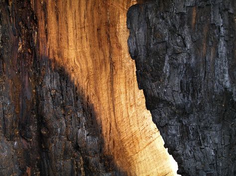 Burnt Timber Burnt Timber, Dragon Oc, Burnt Wood, Wood Burning, Carousel, Textures Patterns, Arch, Restaurant, Wood