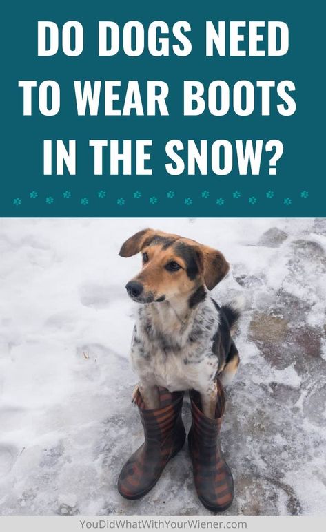 Contrary to popular belief, not all dogs need boots in the snow. Many don't at all. Read why here and learn how you can protect your dog's feet without using booties. Boots For Snow, Walking Accessories, Dog Winter Boots, Dog Snow Boots, Road Trip With Dog, Dogs Paws, Dog Hiking, Dog Walking Accessories, Cold Weather Dogs