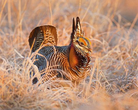 // Prairie Chicken, Nature Photography, Log In, Log, Chicken, Tumblr, Photography, Nature