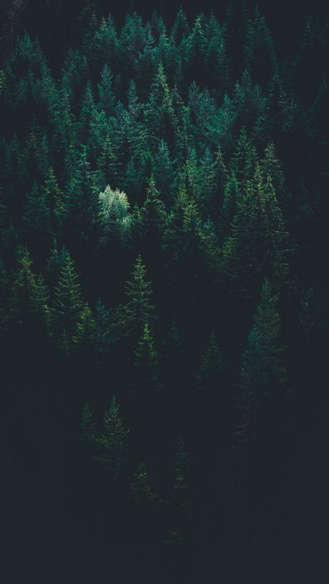 Nature - Natur Wallpaper Backgrounds Trees, Midnight Green Aesthetic, Dark Tree Wallpaper, Wallpaper Backgrounds Dark Green, Midnight Green Wallpaper, Iphone Background Dark, Forest Tree Wallpaper, Forest Wallpaper Iphone, Iphone Wallpaper Night