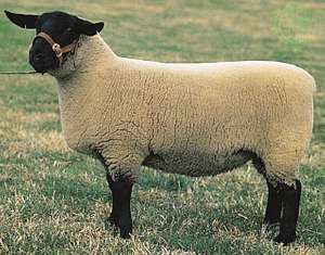 Suffolk | breed of sheep | Britannica.com Black Faced Sheep, Suffolk Sheep, Musk Ox, A Level Art Sketchbook, Sheep Breeds, Dairy Goats, Australian Shepherd Dogs, Sheep Farm, Animal Projects