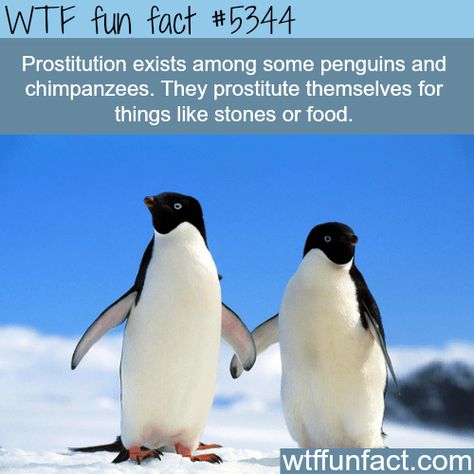 Crazy Animal Facts, Penguin Facts, Facts Funny, Learn Something New Everyday, Animal Facts, The More You Know, Weird Animals, New Photos, Fun Fact