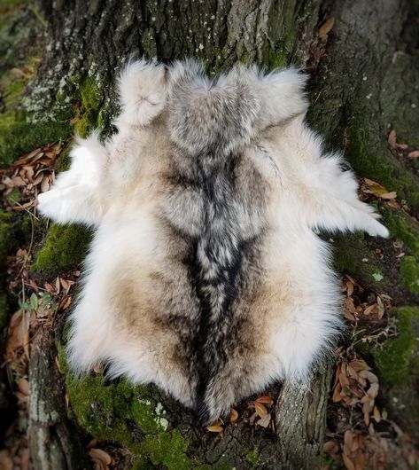 Large piece: This is the upper body of a female Canadian Grey Wolf pelt, tanned about 20 years ago. The heavy fur is gorgeous and the color is brown to cream with silky black-tipped guard hair on t... Wolf Pelt, Bear Pelt, Guard Hair, Texture Reference, Grey Wolf, White Wolf, White Bear, Wardrobe Ideas, Taxidermy