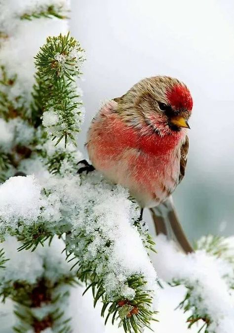 Winter Bird, 수채화 그림, Red Bird, Winter Scenery, Animal Photos, Bird Pictures, Pretty Birds, Colorful Birds, Little Birds