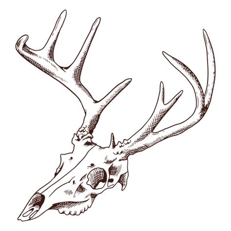 Deer Skull Reference Drawing, Deer Bones Drawing, How To Draw Deer Skull, Dear Skull Drawing, Simple Deer Skull Tattoo, Deer Skull Mask Character Art, Deer Sketch Tattoo, Moose Skull Drawing, Deer Skeleton Drawing