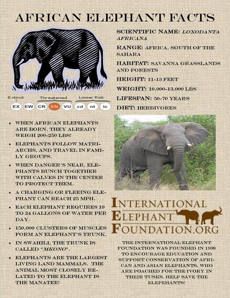 Elephant Facts For Preschool, Nature Knowledge, Elephant Infographic, Elephant Information, Fun Facts About Elephants, Elephant Species, Elephant Facts, Animals Information, Elephant Poster