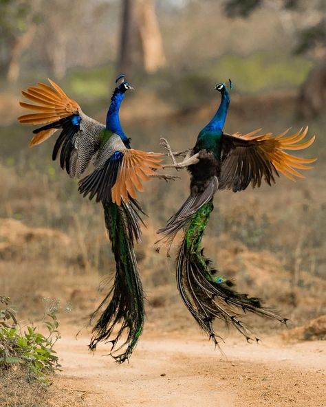 Bird Photographers of India© on Instagram: “Some fights Are worth the wait. Some fights Are worth the watch. Some fights The defeated, fall. Some fights have no victor at all. . . .…” Peacock Flying, Peacock Throw Pillows, Peacock Photos, Peacock Pictures, Tropical Art Print, Galaxies Wallpaper, What A Beautiful World, Tropical Art, Animals Artwork