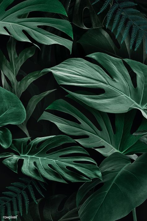 Fresh natural green Monstera Deliciosa leaves | premium image by rawpixel.com / nunny Green Leaf Wallpaper, Green Leaf Background, Tropical Illustration, Dark Green Aesthetic, Image Nature, Leaf Texture, Plant Wallpaper, Plant Aesthetic, Monstera Plant