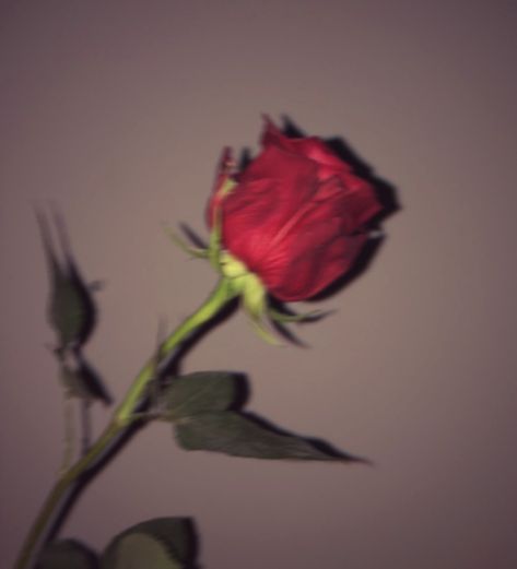 #rose #red #aesthetic #tumblr #grunge #stunning #mood #netflix #cherry #Beauty #beautiful #pretty #green #shadow #shine #love Feel Aesthetic, Aesthetic Rose, Rose Aesthetic, Red Rose, Exo, Bts, Wall, Red