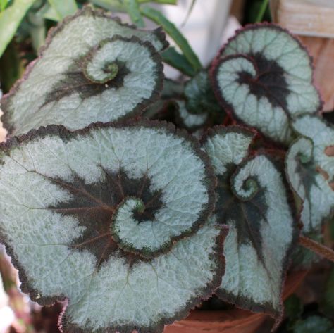 Begonia Rex Cultorum Hybrids Begonia Care, Rex Begonia, Plant Benefits, Neem Oil, Small Leaf, Purple Pattern, House Plants Indoor, Plant Food, Potting Soil