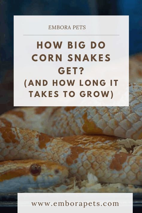 Corn Snake Tank Ideas, Corn Snake Terrarium, Snake Breeds, Giant Anaconda, Snake Pet, Corn Snakes, Snake Terrarium, Snake Tank, Weight Charts