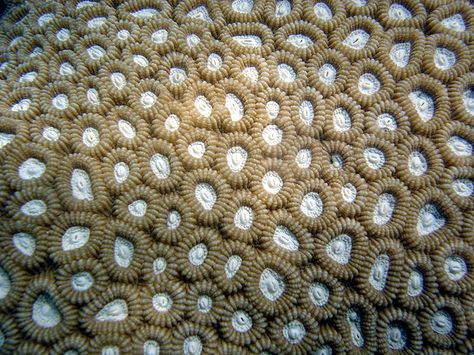 Brain coral | ... This makes brain coral one of the most important coral reef builders Coral Tattoo, Teen Wall Decor, Brain Coral, Donor Wall, Sea Plants, Geometric Nature, Coral Pattern, Easy Canvas Art, Coral Reef