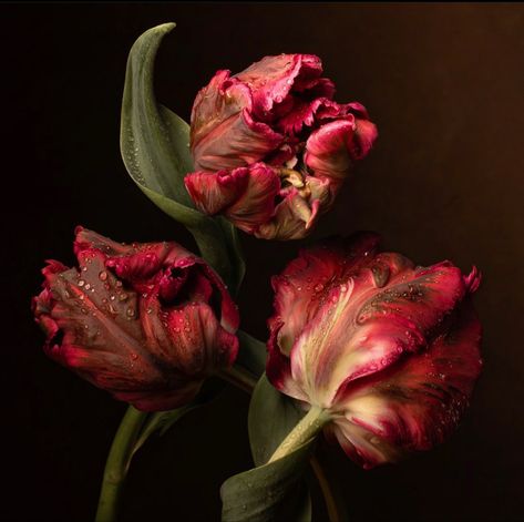 Artfully Walls, Parrot Tulips, Tulips Garden, Dark Flowers, Nothing But Flowers, Flower Therapy, Photography Prints Art, Still Life Photography, Flowers Photography