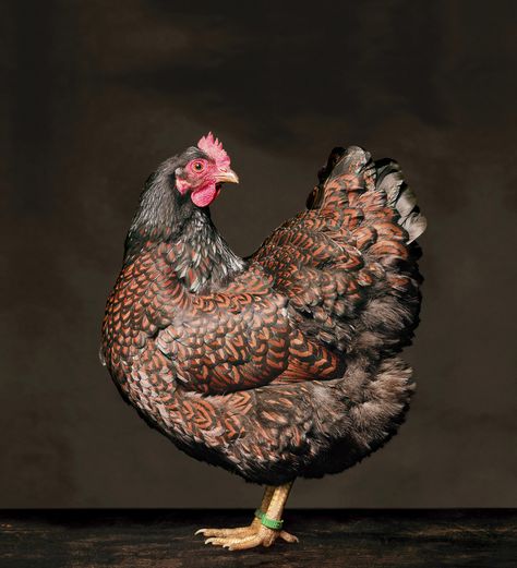 Hens and Roosters Fly the Coop and Strut Into the Spotlight in Alex ten Napel’s Portraits | Colossal Beautiful Chickens, Chicken Little, Colossal Art, Special Pictures, Glamour Shots, Fine Art Photography Print, Exotic Birds, Cute Cats And Dogs, Chicken Coop