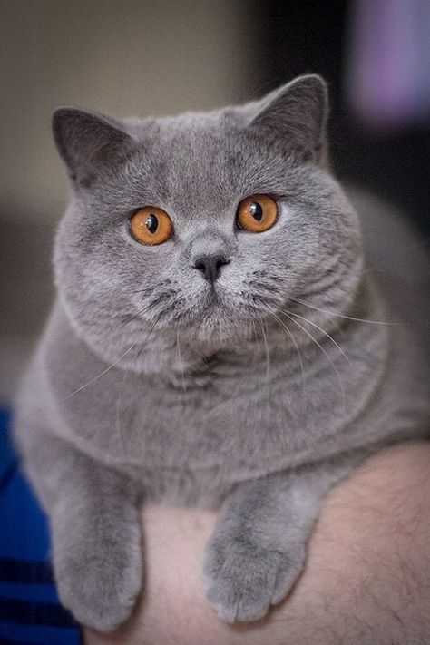 Grey Cat Breeds, British Cats, British Blue Cat, Chartreux Cat, British Shorthair Kittens, British Shorthair Cats, Grey Cat, Cat Breed, Cat Photography