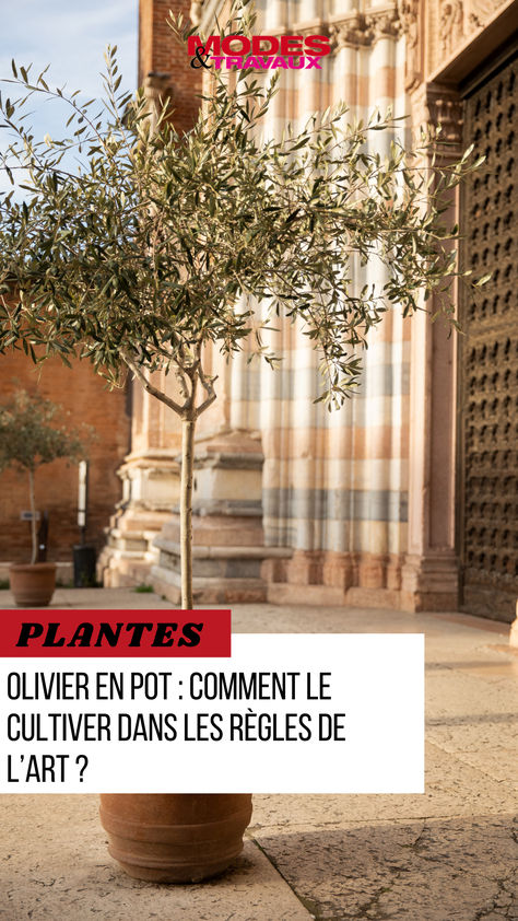 Souvent associé aux beaux paysages de Provence, l’olivier se cultive très bien en pot dans presque toutes les régions, y apportant sa note ensoleillée. À condition de bien l’entretenir. Olivier En Pot, Cache Pot, Provence