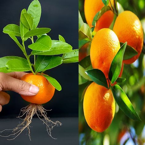 Ashik Muztaba - Best Way To Grow Orange Tree From Orange 100% Work In a glass of water Orange Water, Orange Plant, Mig Welding, Glass Of Water, Orange Tree, Welding Art, Kiwi, To Grow, Seeds