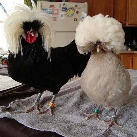 Mr. and Mrs. Fancy Chicken Explore TALAL_Q8_'s photos on Flickr. TALAL_Q8_ has uploaded 3406 photos to Flickr. Top Brillo, Funky Chickens, Polish Chickens, Wearing Wigs, Polish Chicken, Fancy Chickens, Beautiful Chickens, Singing Group, Crazy Hats