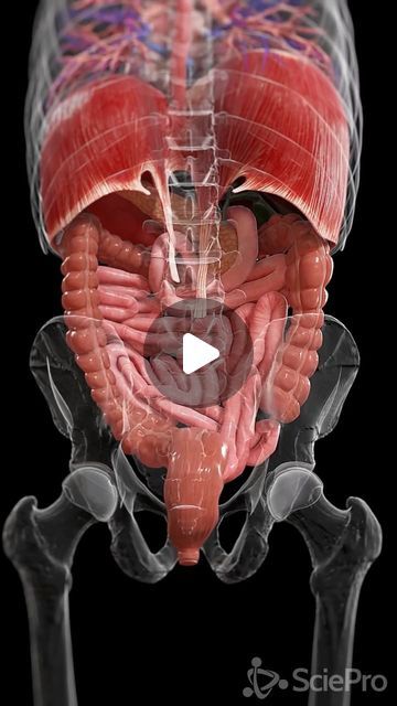 Gut Anatomy, Intestines Anatomy, Heart Catheterization, Digestive System Anatomy, Anatomy Science, Human Digestive System, Medical Animation, Lower Body Muscles, Medical Videos