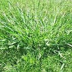 Crabgrass Removal, Planting Ginger Root, Reseeding Lawn, Lawn Care Business, Weeds In Lawn, Aerate Lawn, Diy Lawn, Garden Growing, Lawn Care Tips