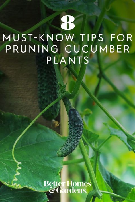 Pruning cucumber plants can help you grow a bigger harvest and keep diseases under control. Here's what you need to know to prune cucumber vines properly. #gardenideas #gardening #bhg Grow Cucumbers Vertically, Growing Cucumbers Vertically, How To Grow Cucumbers, Grow Cucumbers, Cucumber Gardening, Garden Rake, Cucumber Plant, Growing Cucumbers, Diy Trellis