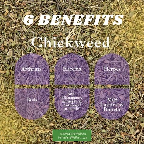 Hey Herbies, Discover the hidden gem of the plant world: Chickweed! 🌿 Packed with natural goodness, chickweed offers a range of benefits for your overall health. 🌱 Benefits: Skin Soother: Relieve itching, inflammation, and skin irritation. Digestive Aid: Promotes healthy digestion and may help with constipation. Anti-inflammatory: Reduces inflammation throughout the body. Rich in Nutrients: Provides essential vitamins and minerals. Preparation Methods: Tea: Steep fresh or dried chickwee... Chickweed Benefits, Help With Constipation, Herbal Benefits, Digestive Aid, Essential Vitamins, Skin Irritation, Overall Health, Healthy Digestion, Hidden Gem