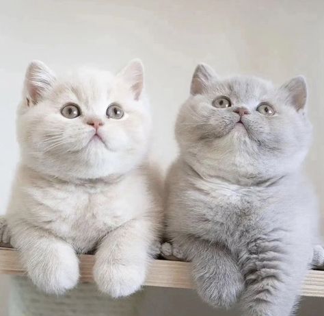 British Shorthair Kittens, British Short Hair, Dream's Cat, British Shorthair Cats, Cute Little Kittens, Cute Cats Photos, Scottish Fold, Adorable Cats, Cat Facts