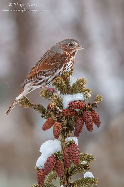 Fox Sparrow, On The Wings Of Love, Lovely Song, Kinds Of Birds, Winter Bird, Finches, Sparrows, Nature Birds, Backyard Birds