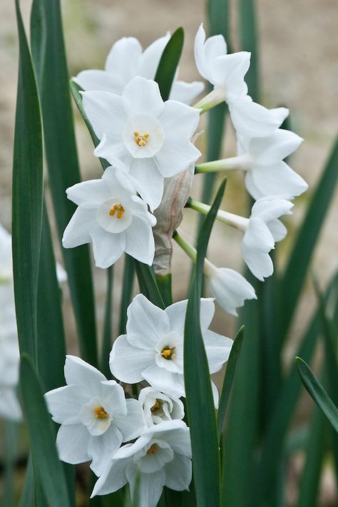 Paper white Narcissus papyraceus subsp. panizzianus, glasshouse, early March. Photo; Alan Buckingham Paper White Narcissus Tattoo, White Narcissus Flower, Paper White Narcissus, Narcissus Papyraceus, Flowers Facts, Paperwhite Flowers, Narcissus Tattoo, Paperwhite Narcissus, White Narcissus