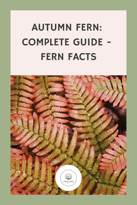 Close-up of autumn fern fronds with a guide title overlay about fern facts. Fern Care, Indoor Ferns, Fern Garden, Potted Ferns, Autumn Fern, Ferns Care, Wood Fern, Ferns Garden, Evergreen Plants