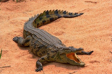 Photo about A Nile Crocodile basking in the sun. Image of crocodile, hunter, nile - 11642929 Crocodile Facts, Crocodile Pictures, Crocodile Images, Animal Drawing Inspiration, Crocodile Tattoo, Crocodile Animal, Nile Crocodile, Tattoo Nature, Animals Tattoo