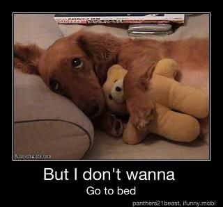 "But I don't wanna go to bed!" If I ever get a dog, he will have to love bears. Love My Dog, Weenie Dogs, Dachshund Love, Weiner Dog, Wiener Dog, Sweet Animals, Pet Grooming, Animals Friends, I Love Dogs