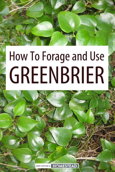 Mountain Medicine, Foraging Tips, Foraging Guide, Food Forest Garden, Wild Foraging, The Greenbrier, Wild Food Foraging, Foraging Recipes, Edible Wild Plants